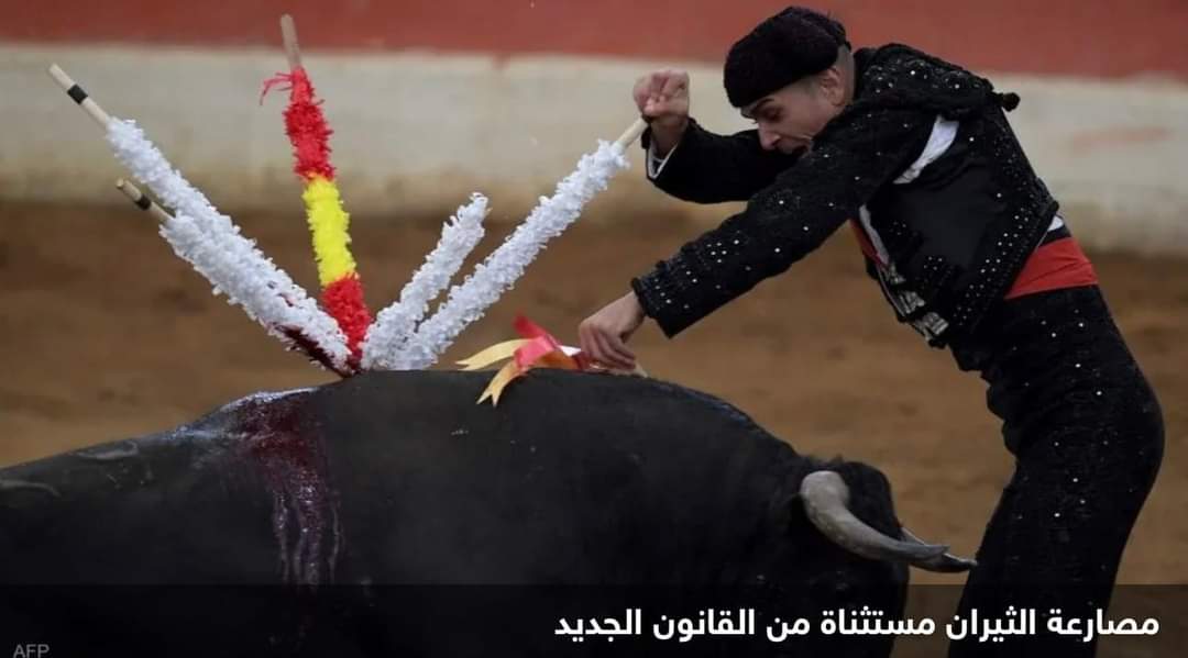 قانون لتعزيز حقوق الحيوان بإسبانيا.. والثيران خارج الحسابات