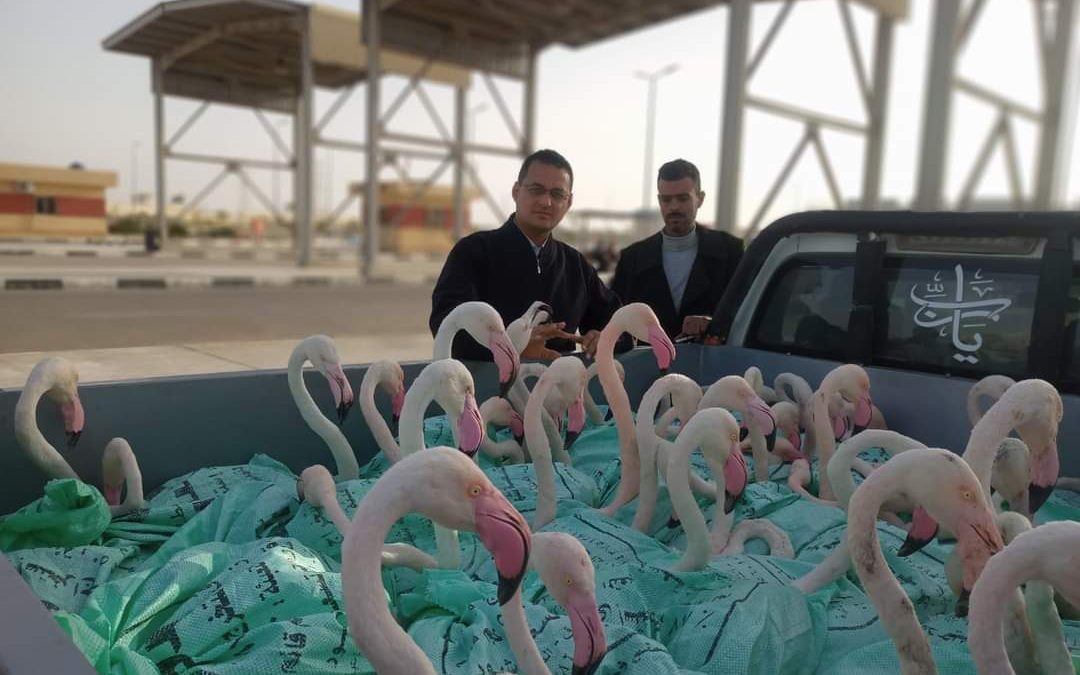 البيئة المصرية تعيد إطلاق ٦٠ طائر فلامنجو فى ملاحة بورفؤاد بعد ضبطها من قبل قوات حرس الحدود