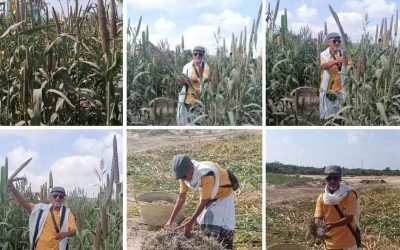 تدشين يوم الحصاد للذره الرفيعة في أبين