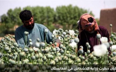 دولة جديدة تنتزع لقب “أكبر منتج للأفيون في العالم