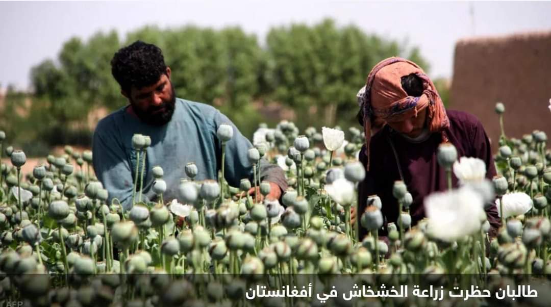 دولة جديدة تنتزع لقب “أكبر منتج للأفيون في العالم