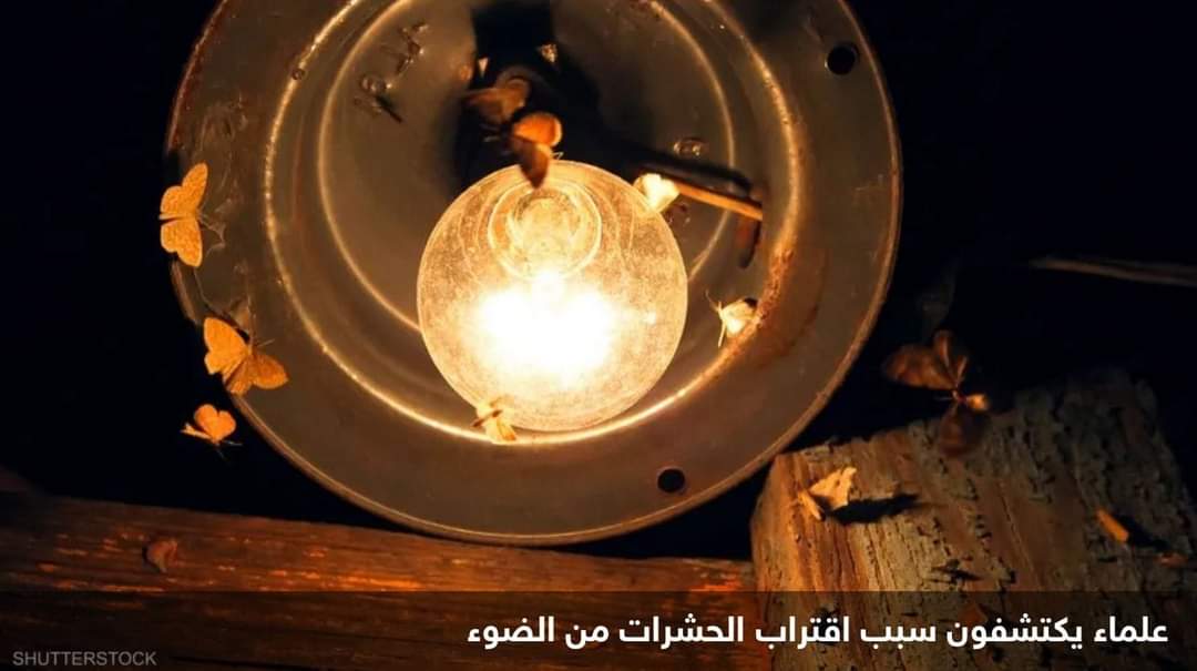 علماء يكتشفون السبب الحقيقي لانجذاب الحشرات للأضواء الساطعة