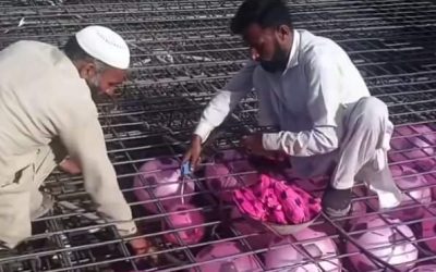 وضع كمية ضخمة من كرات بلاستيكية على سقف منزل أثناء صب الخرسانة يثير الجدل في السعودية