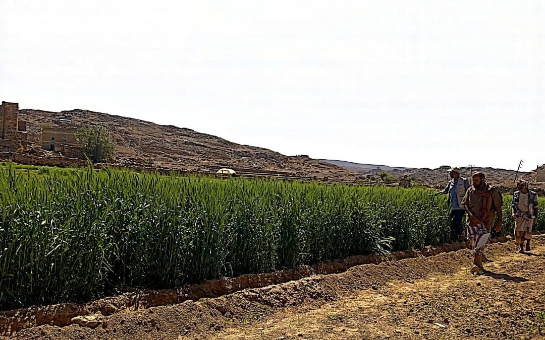مدير الزراعة بمديرية الحد يافع يتفقد حقول القمح بالمديرية