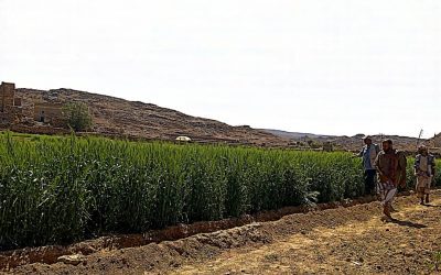 مدير الزراعة بمديرية الحد يافع يتفقد حقول القمح بالمديرية