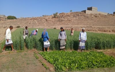 المنيفي يتفقد عدد من حقول القمح بمديرية الحد يافع.