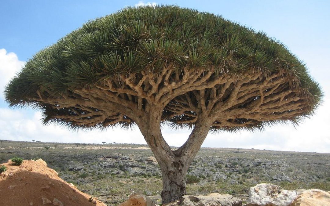 هل حقا سقطرى أكبر جزيرة في الوطن العربي ؟