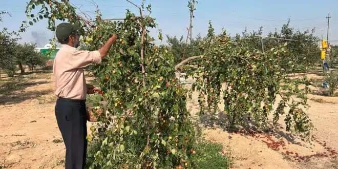 العراق: مزارعون يستبدلون النخيل بشجر السدر: استهلاك اقل للمياه وعوائد مالية افضل