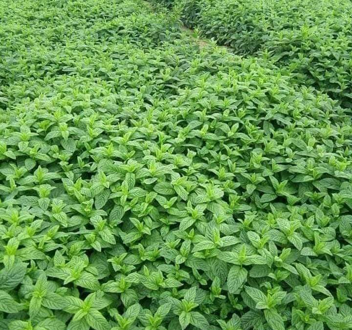 يمكن زراعة النعناع في المنزل بسهولة، وذلك باتباع الخطوات التالية