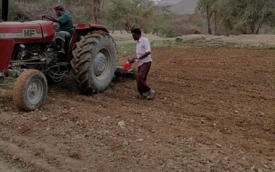 عروس الرايه
