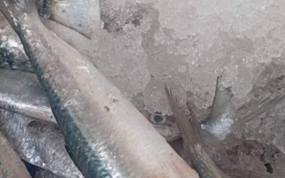 حزام عدن يحبط عملية تهريب كميات كبيرة من الأسماك الممنوع اصطيادها