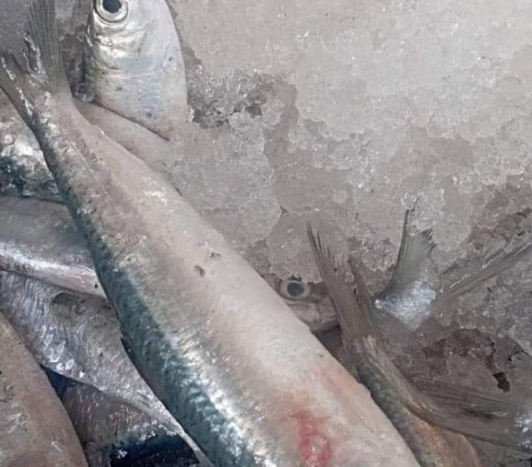 حزام عدن يحبط عملية تهريب كميات كبيرة من الأسماك الممنوع اصطيادها