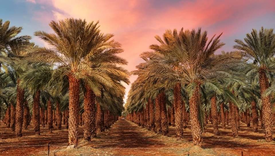 خمس خطوات لزراعة النخيل، والحصول على تمور بجودة عالية