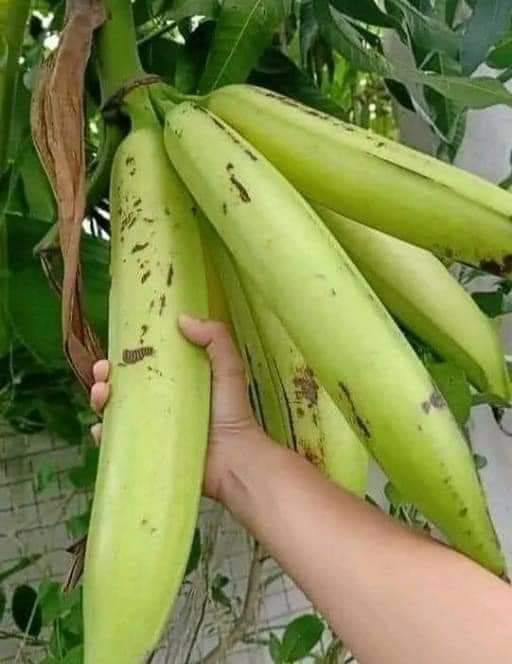 الموز العملاق أين يزرع ؟!