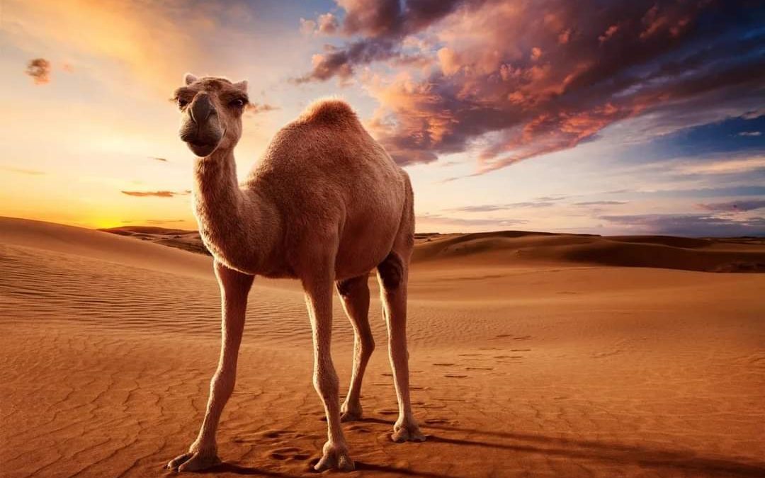 معلومات وطرائف عن الإبل