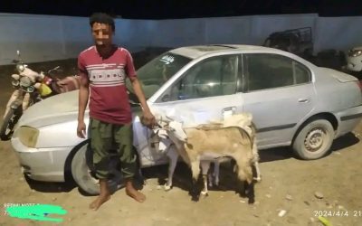 أمن مديرية خنفر يلقي القبض على عصابة تمتهن سرقة  المواشي