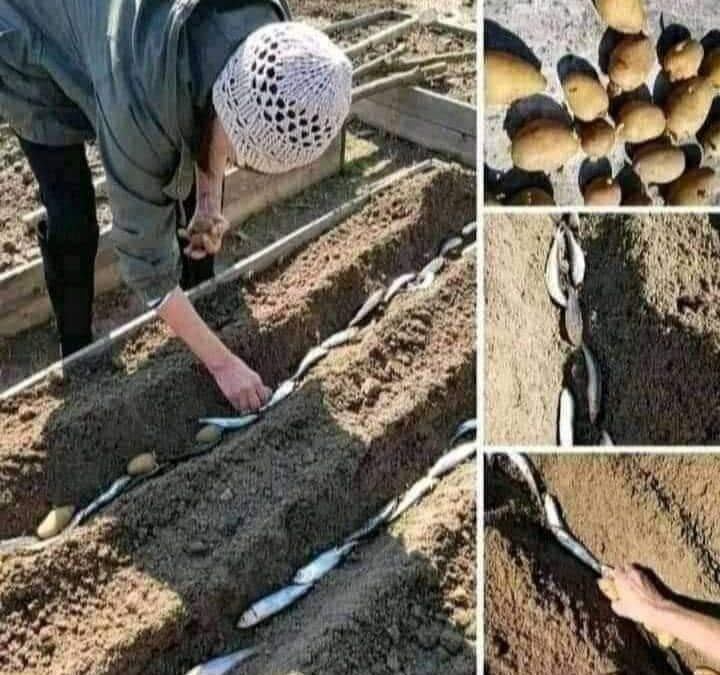 زراعة البطاطس بالسردين 🐟..