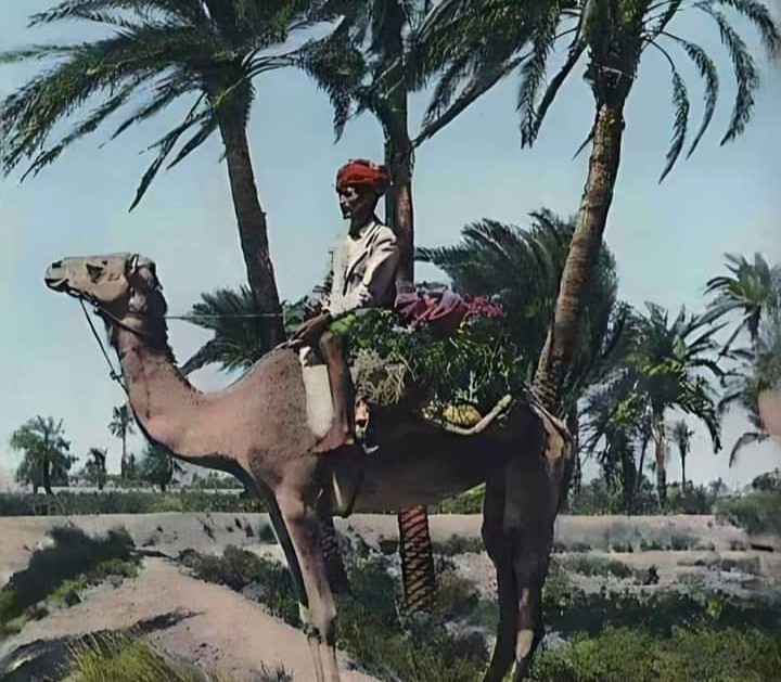 فلاح جنوبي على ظهر جمل في صورة من الستينيات تُثير حنين الأجداد