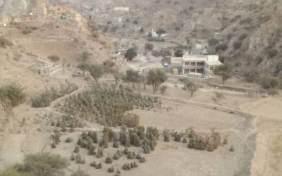 الجفاف يضرب مديرية سرار والأهالي يطلقون نداءاستغاثة