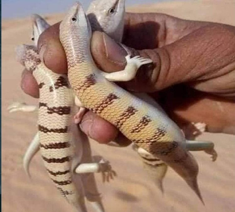 في موسم الصيف: موسم  صيد الشرشمان في صحراء الجزائر  والصحراء السعودية