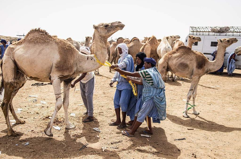 حركة البيع والشراء المزدهرة داخل سوق الجمال  بالعاصمة الموريتانية نواكشوط