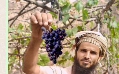 مواطن  ينجح  في زراعة العنب في جبال يافع كلد