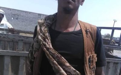 الحزام الأمني أبين يلقي القبض على أحد الأشخاص متهم بسرقة أغنام