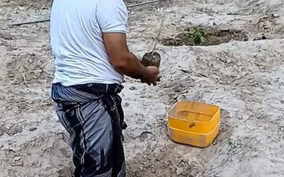 مدير الزراعة والري مديرية يهر يُدشن غرس (150) شتلة بُن.