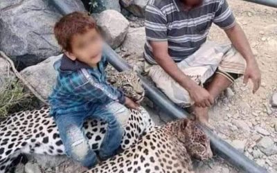 فداحة خطأ قتل النمر العربي في مناطق يافع وحواليها