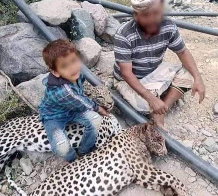 فداحة خطأ قتل النمر العربي في مناطق يافع وحواليها