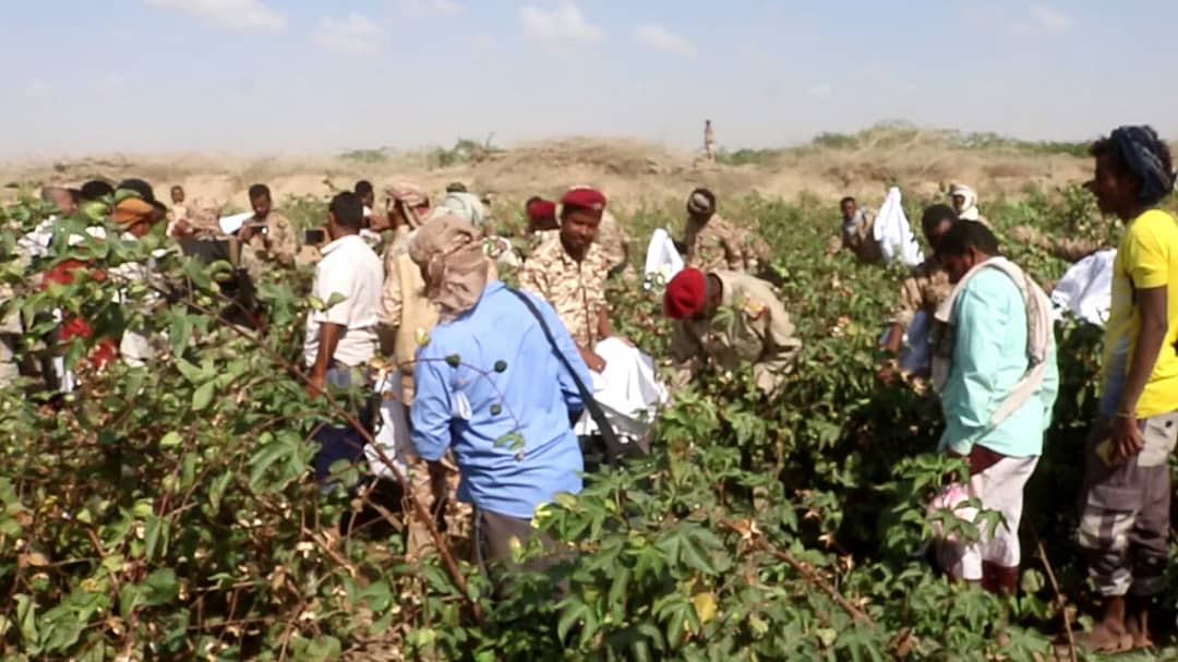 اليوم العالمي للقطن …
