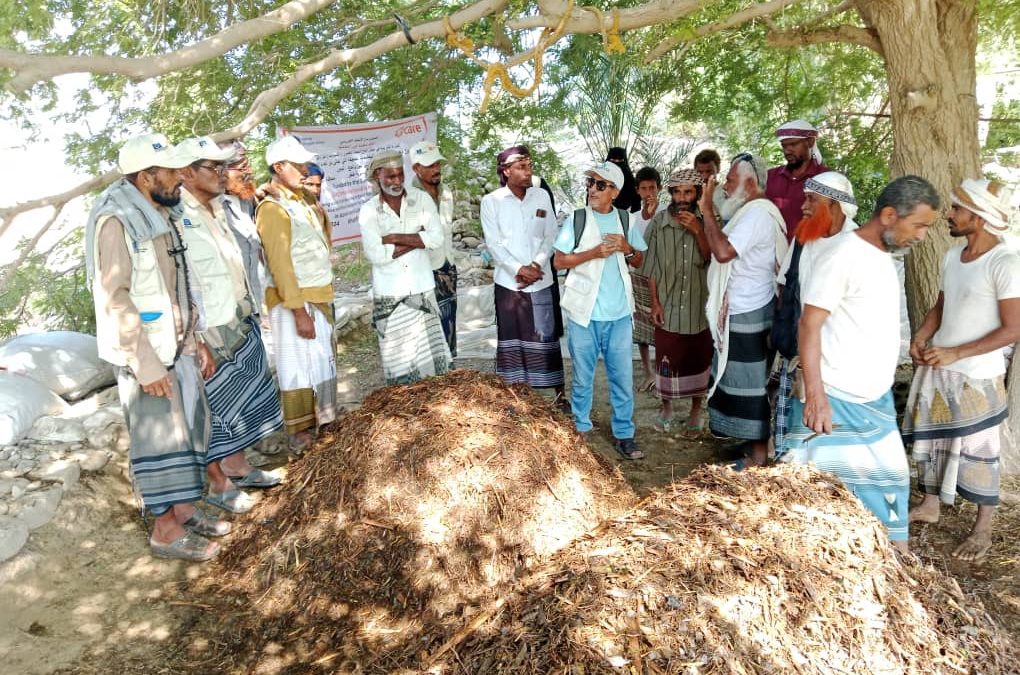 آفات وأمراض زراعية غازية تهدد الزراعة في اليمن …