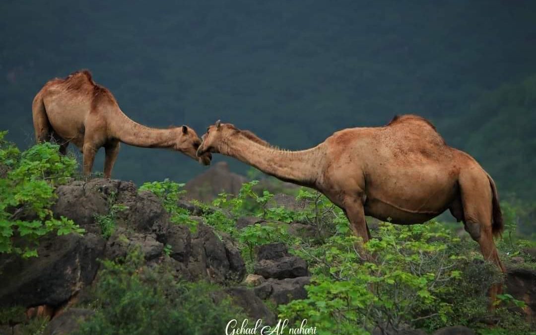 الابل المهرية  من خير مزايين الابل
