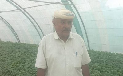 المشتل المجتمعي للخضار بأحور يواصل انتاج شتلات الطماطم للمزارعين
