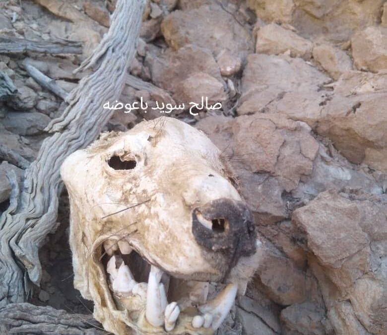 مواطن يعثر على رأس حيوان غريب ونادر يجلب حب السعادة في جبال شبوة ويعرضه للبيع ب85ألف دولار