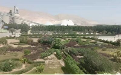 مشروع زراعة الأشجار المثمرة للفواكة تحقق نجاح في حرم مصنع اسمنت باتيس