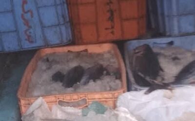 الحملة الامنية في لودر تضبط عدد من باعة الاسماك المخالفين