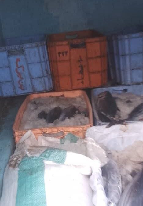الحملة الامنية في لودر تضبط عدد من باعة الاسماك المخالفين