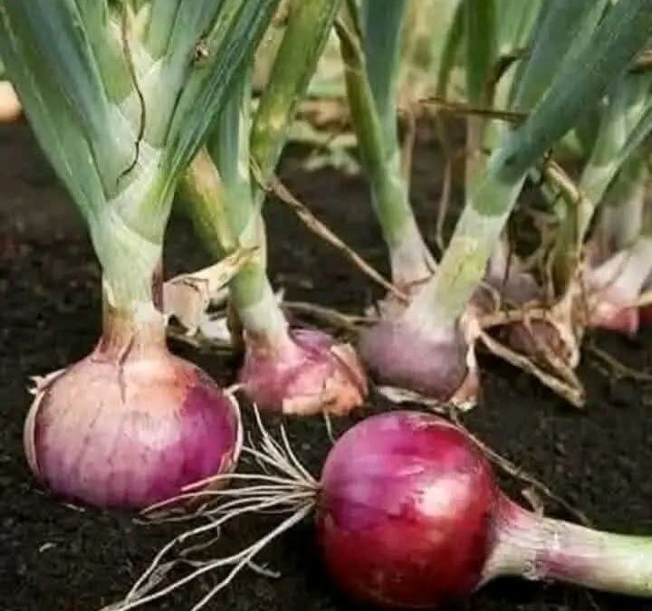 في مقدم رمضان .  اقرأ عن الفوائد العظمى للبصل