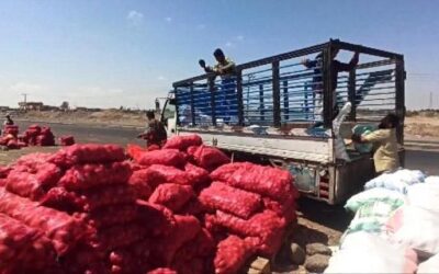 غياب التخطيط الزراعي يتسبب في خسائر فادحة لمزارعي لحج