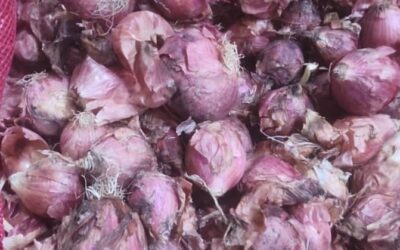المنتجات اليمنية الزراعية تتعرض للأهمال