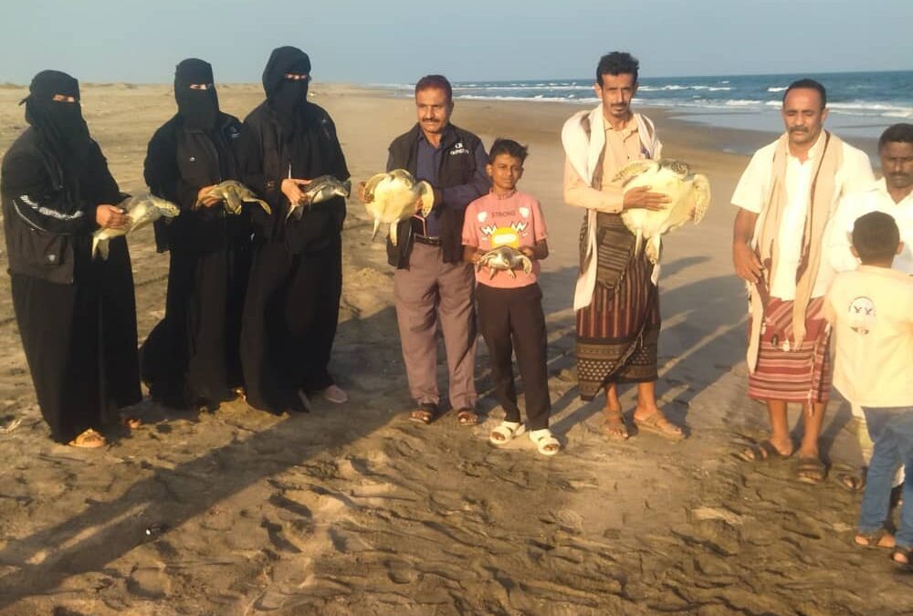 حماية البيئة بأبين تُنقذ سلاحف بحرية وتؤكد على التوازن البيئي
