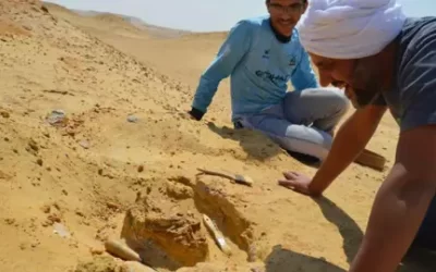 مصر.. اكتشاف “حيوان مفترس” عاش قبل 30 مليون عام (صور)