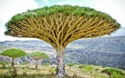 اللغه_السقطريه_ارث_جنوبي