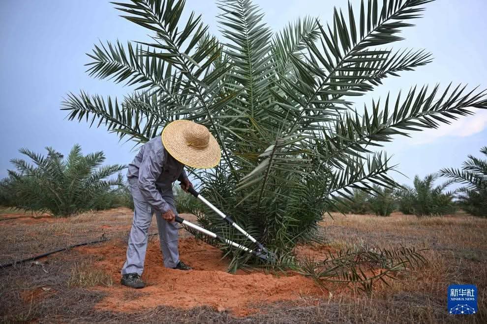 🇦🇪🇨🇳 النخيل العربية الإماراتية تؤتي ثمارها في هاينان الصينية