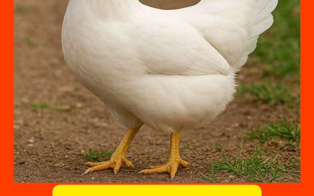 🐔 دجاج الليجورن (Leghorn) – نجم إنتاج البيض