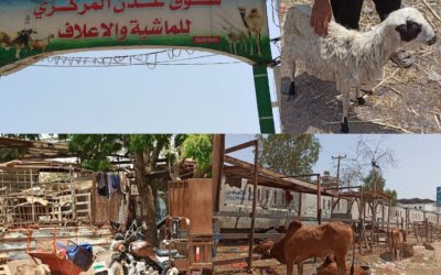 سوق عدن المركزي للماشية والاعلاف يوفر المواشي المحلية “البلدي” للمواطنين بالعاصمة عدن