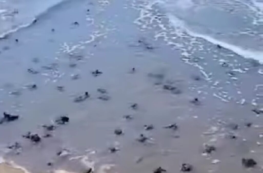 رحلة حياة السلاحف: من الولادة إلى البلوغ
