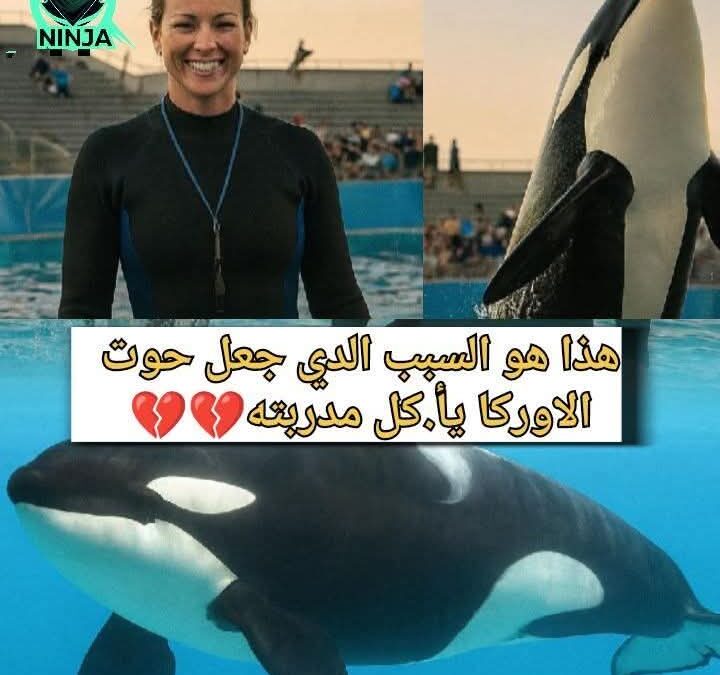 هذا هو السبب الذي جعل حوت الاوركا يأكل مدربته