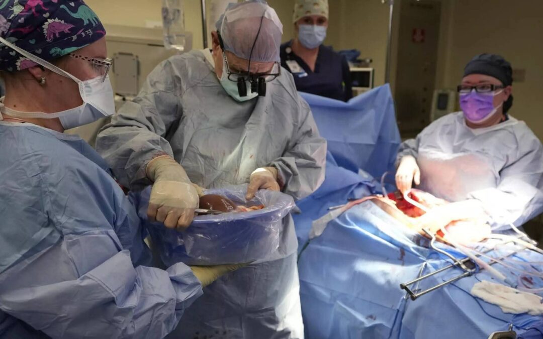 صحة:  زراعة رئة خنزير في جسد إنسان لأول مرة في تاريخ الطب